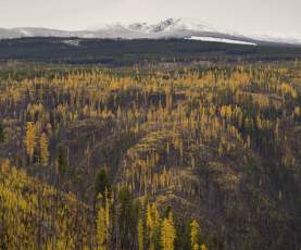 Golden Larches at Myra Canyon
