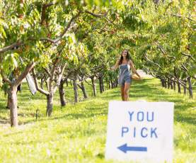 Person Picking Peaches in Orchard 15 - Paynter's