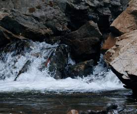 Salmon Jumping at Hardy Falls