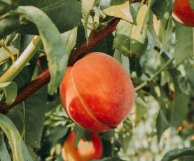KLO Farm Market Peaches