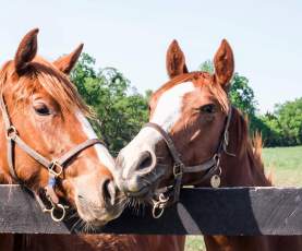 A close-up photo of two horses standing close together in a pasture with their heads poking over the fence. Both horses are brown with a white stripe down their middle of their faces and both have leather head harnesses on.