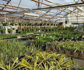 20160317_greenhouse (1).jpg