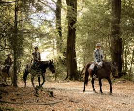 High Country Horses Glenorchy