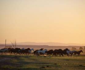 Horses