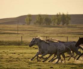 Horses