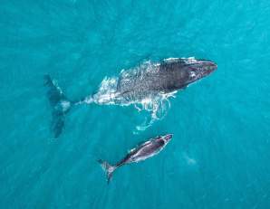 A Humpback Whale  mother and calf photographed from above on the Kimberley Coast, Western Australia