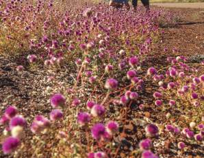 Bachelors Buttons wildflowers in Karijini National Park, the Pilbara Western Australia