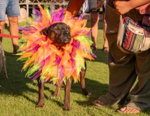 Shinju Matsuri Pets in the Park