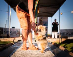 Shinju Matsuri Pets in the Park