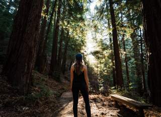 redwood trails