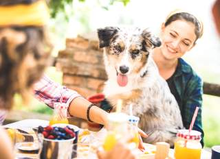 Dog-Friendly Restaurants with Gardens and Views