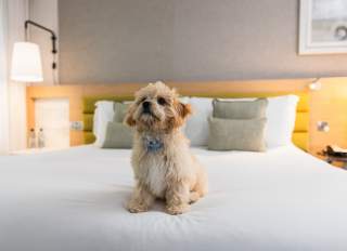 Where to Stay: Pet-Friendly Hotels on the San Francisco Peninsula