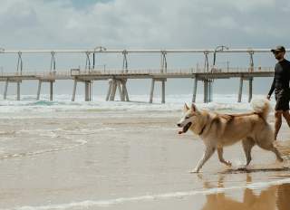Dog-Friendly Parks on The San Francisco Peninsula