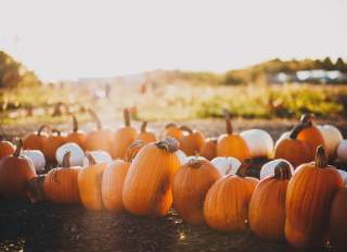 Top Fall Activities on The San Francisco Peninsula