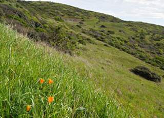San Bruno Mountain State & County Park. Rolling green hills and poppies.