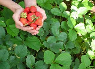 Strawberry U-Pick Farm