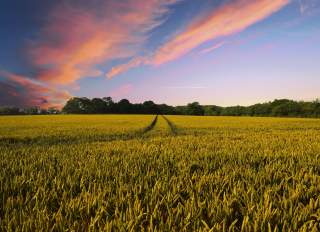 View of fields on a farm at sunset in San Mateo County