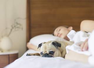 Dog-laying-down-in-bed-at-hotel