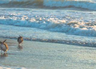 Seagulls at Linda Mar State Beach in Pacifica, California