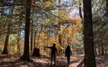 Two people in the wood standing in between two large trees during fall with the sun shining.