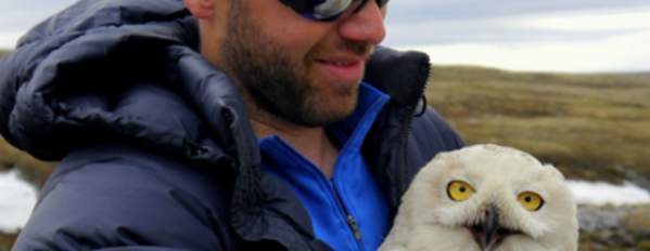 Taking the Pulse: How We Study Arctic Raptors