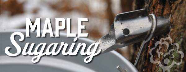 Maple Sugaring