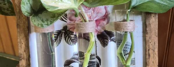 Rooted in Style: Propagation Frame Workshop