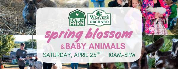 Spring Blossom Baby Animal Festival