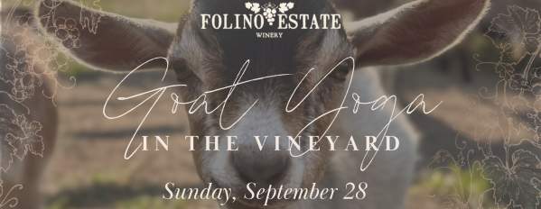 Goat Yoga in the Vineyard