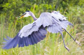 The Shark Valley Tram Tour in Everglades National Park ...