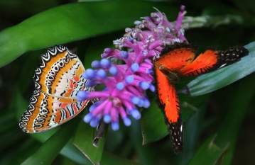 A pair of butterflies -- one striped golden and white with black highlights, the other vivid orange framed by black -- search for nectar on the same flowering plant at the Butterfly Rainforest in Gainesville.