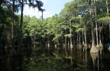 Cypress Trees at the Tallahassee Museum