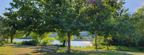 Trees at Aitch Boat Launch