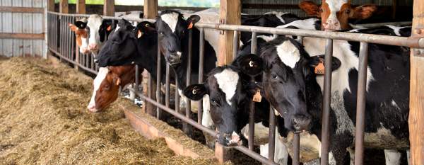 cows at Lakevue Farm