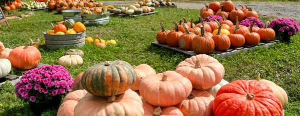 Pumpkin Patch at Tuckaway Tree Farm