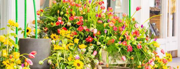 Tulip display