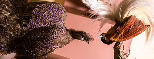 Peacock display at Human Natures