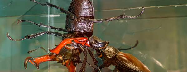 Beetles at Human Natures