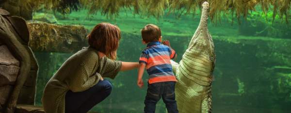 Parent and child looking at alligator through glass at zoo