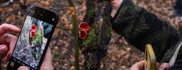 City Foraging with Stockport Fungi