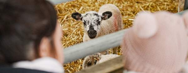 Lamb standing on straw inside a pen, looking towards two people watching from the other side of a metal barrier.