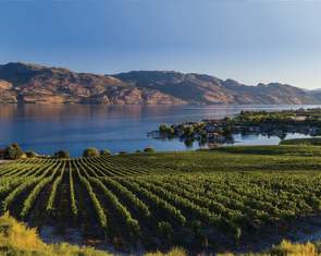 Rows of grapevines border a lake at Quails' Gate Winery in West Kelowna, BC