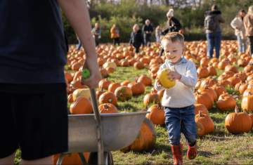 Pumpkin Patches in Lincolnshire