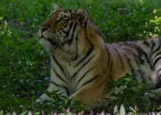 Tiger Zoo Wildlife Animal