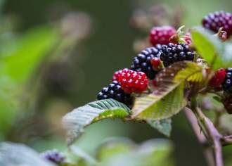 Foraging In Pennsylvania