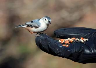 20 Best Bird Watching Spots in PA