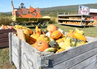 Get Lost in One of PA’s 17 Corn Mazes This Fall