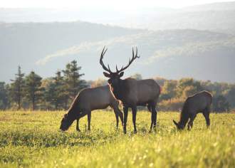 Pennsylvania's Elk Herds