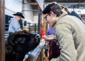 A young man feeding a small, furry brown cow in a pen at the Pennsylvania Farm Show.