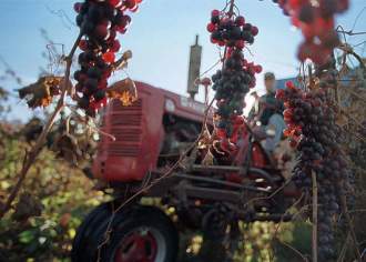 Follow one of Pennsylvania's many wine trails.